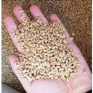 Пшениця зерно для птиці 30 кг (мішок) урожай 2023