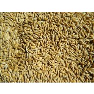 Ячмінь зерно для птиці 40 кг (мішок) урожай 2023